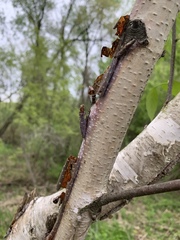 Betula papyrifera