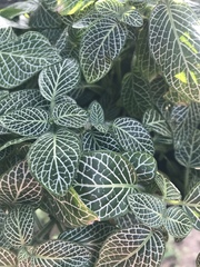 Fittonia