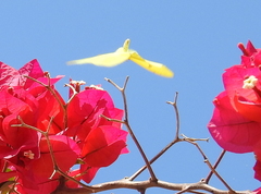 Aphrissa statira statira