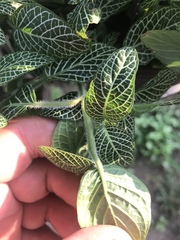 Fittonia