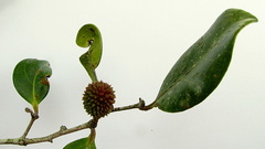 Chaetocarpus myrsinites