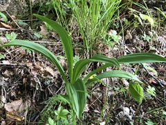 Veratrum hybridum