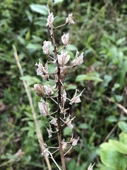 Veratrum hybridum