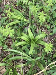 Veratrum hybridum