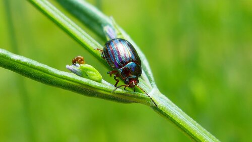 Rosemary beetle