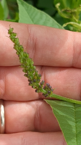 Image of Orbexilum onobrychis by no rights reserved