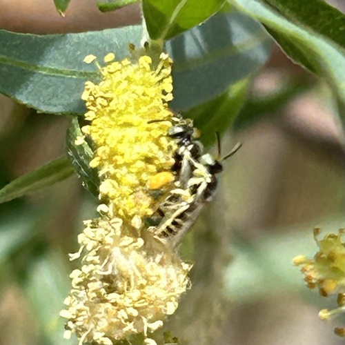Perdita salicis