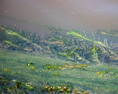 Elodea densa, photograph Stanislav Murashkin, CC BY, iNaturalist via GBIF