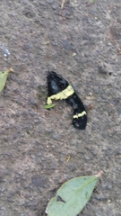Papilio garamas garamas