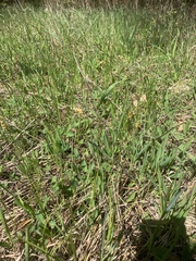 Carex siccata