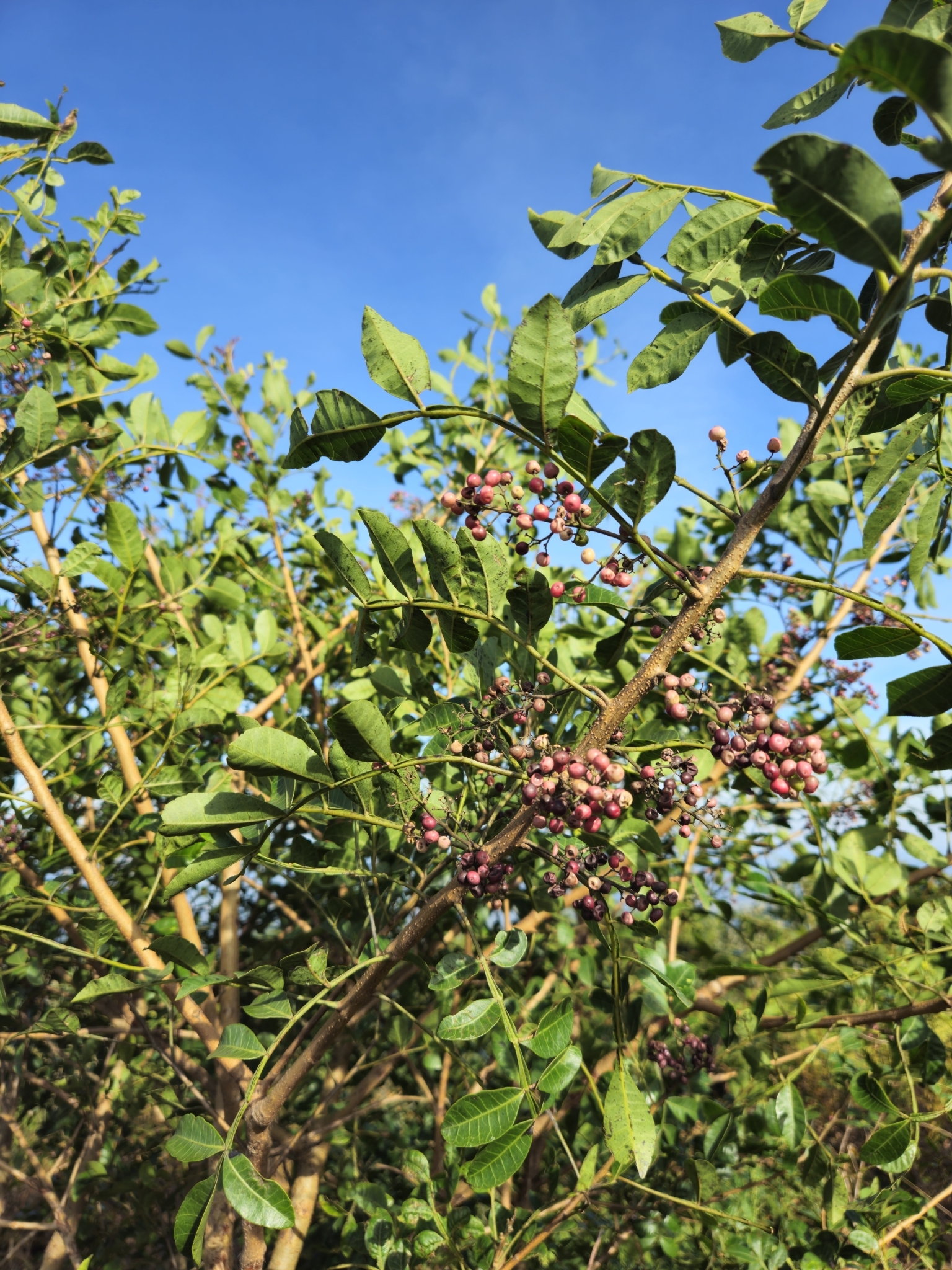 Schinus terebinthifolia