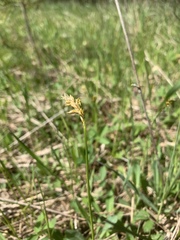 Carex siccata