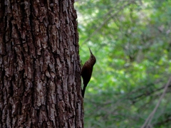 Lepidocolaptes affinis