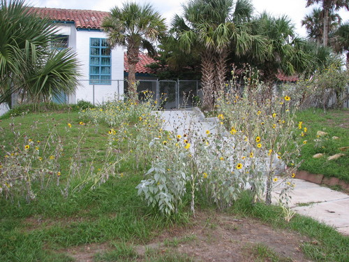 Helianthus argophyllus iNat (1)