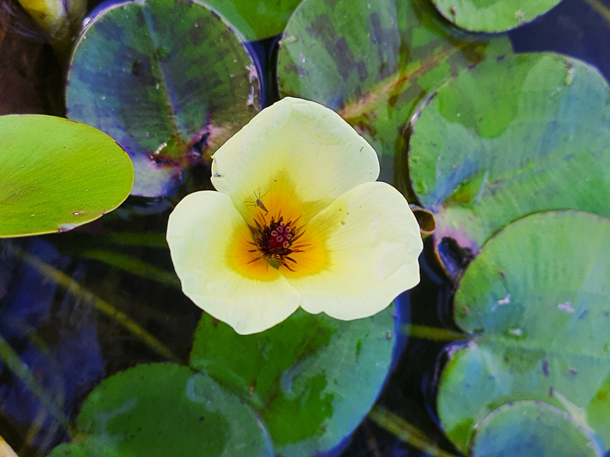 Hydrocleys nymphoides