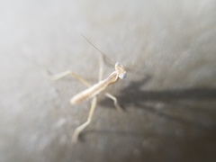 Schizomantodea