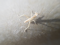 Schizomantodea