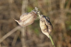 Astragalus miguelensis