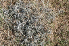 Astragalus miguelensis