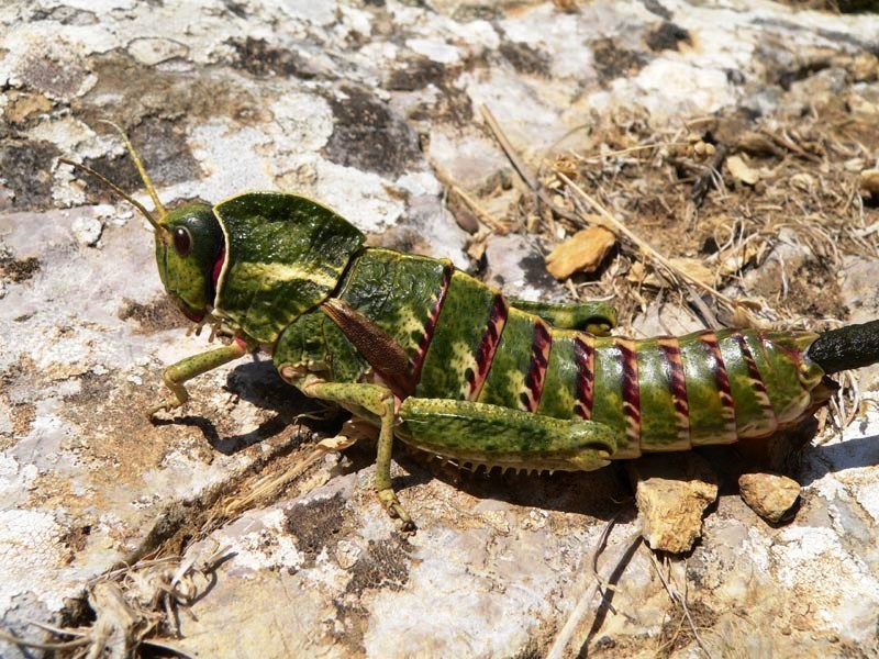 Pamphagus