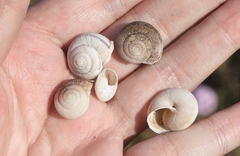 Helminthoglypta ayresiana