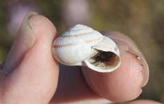 Helminthoglypta ayresiana