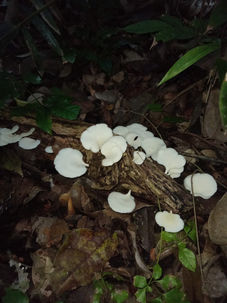 Favolus brasiliensis · June 2024 · photo: © siguisira (iNaturalist, cc0)