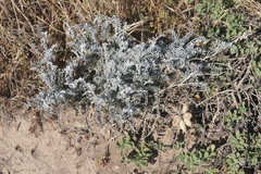 Astragalus miguelensis