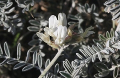 Astragalus miguelensis