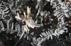 Astragalus miguelensis