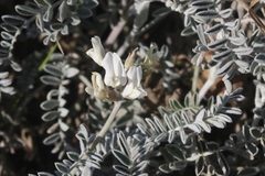 Astragalus miguelensis