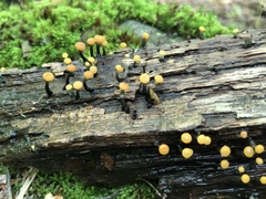 Vibrissea truncorum