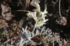 Astragalus miguelensis