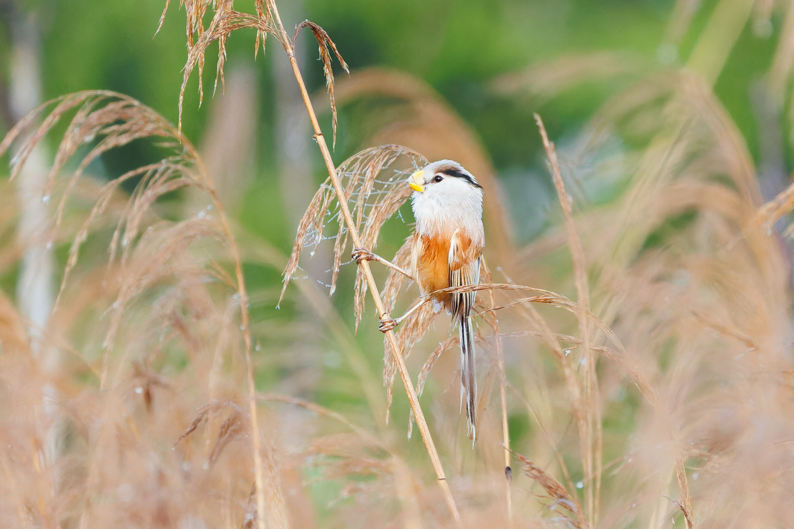 Reed Parrotbill