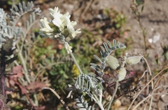 Astragalus miguelensis