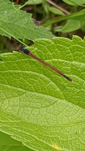Eastern Red Damsel photo 4