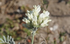 Astragalus miguelensis