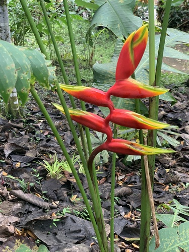 Heliconia rostrata
