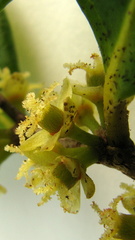 Chaetocarpus myrsinites
