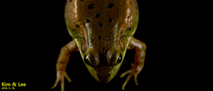 Pelophylax chosenicus