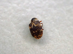 Anthrenus fuscus