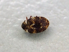 Anthrenus fuscus