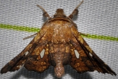 Dysodia oculatana