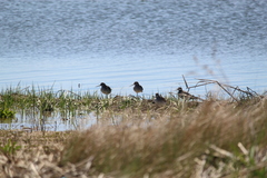 Tringa melanoleuca