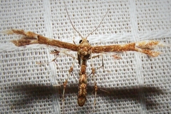 Geina periscelidactylus
