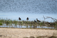 Tringa melanoleuca