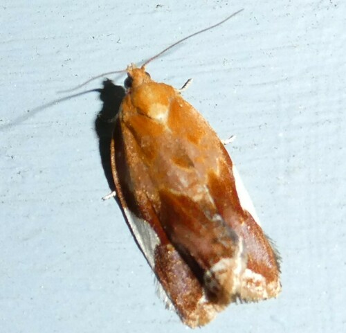 White Triangle Tortrix photo 2
