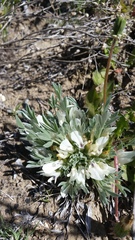 Astragalus gilviflorus