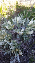 Astragalus gilviflorus