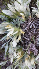 Astragalus gilviflorus